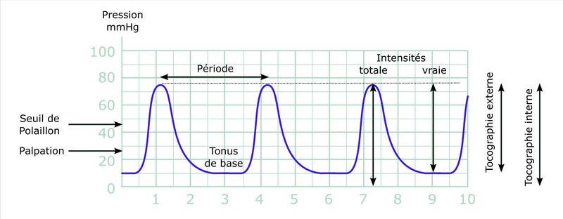 L’activité contractile (1)